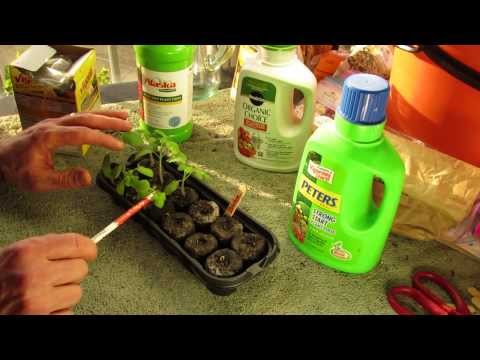 When to First Fertilize Your Tomato Seedlings with Liquid Fertilizer - The Rusted Garden 2014