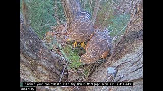 Hawk nest In Wake Forest