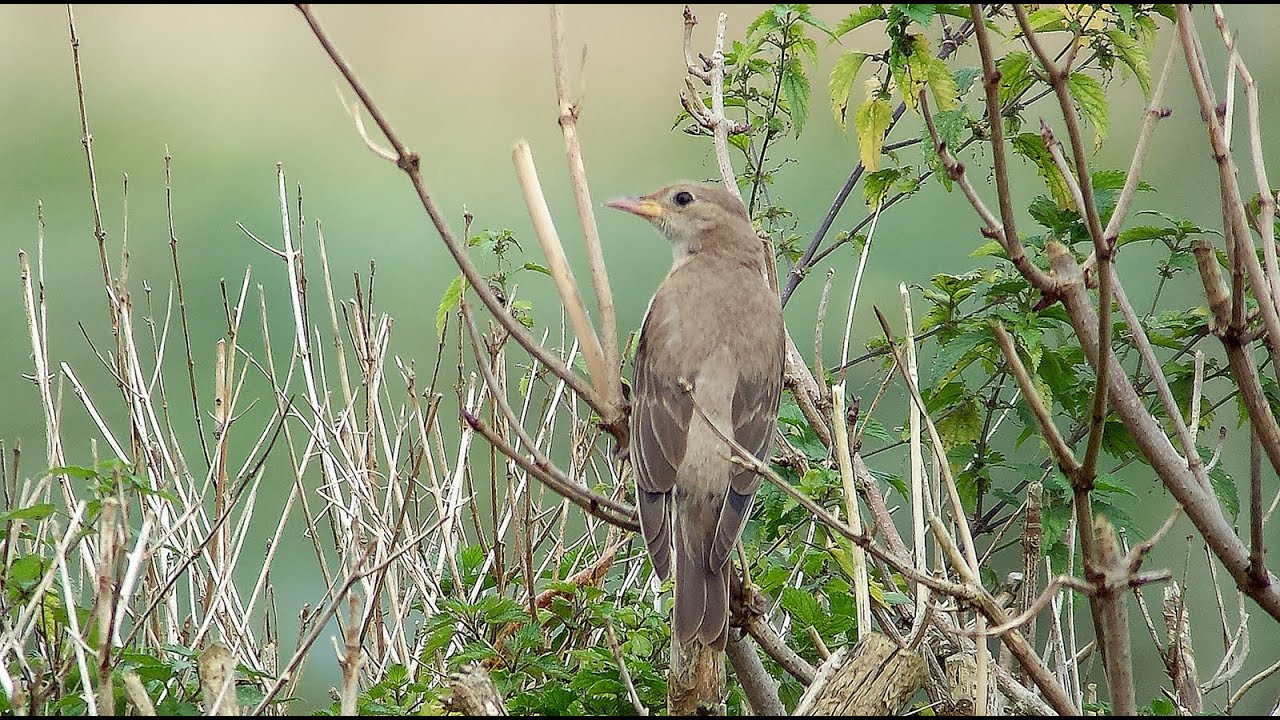 Rosy Starling - Pastor roseus - Roze spreeuw / Sint-Denijs / Belgium / 9-11-2015