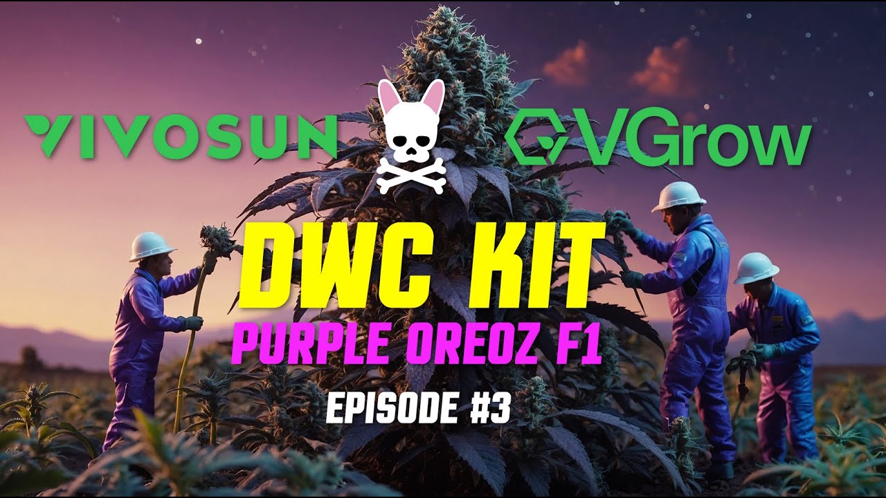 VGrow - Purple Oreoz F1