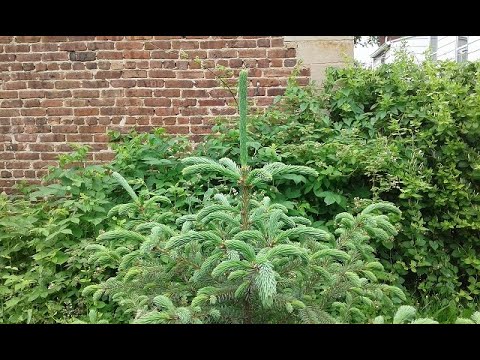 Video: How Many Years Does The Spruce Grow? How Fast Does Norway Spruce Grow? Growth Rate Of Fast-growing Spruce. How To Stop Growing In Height? How To Speed Up?