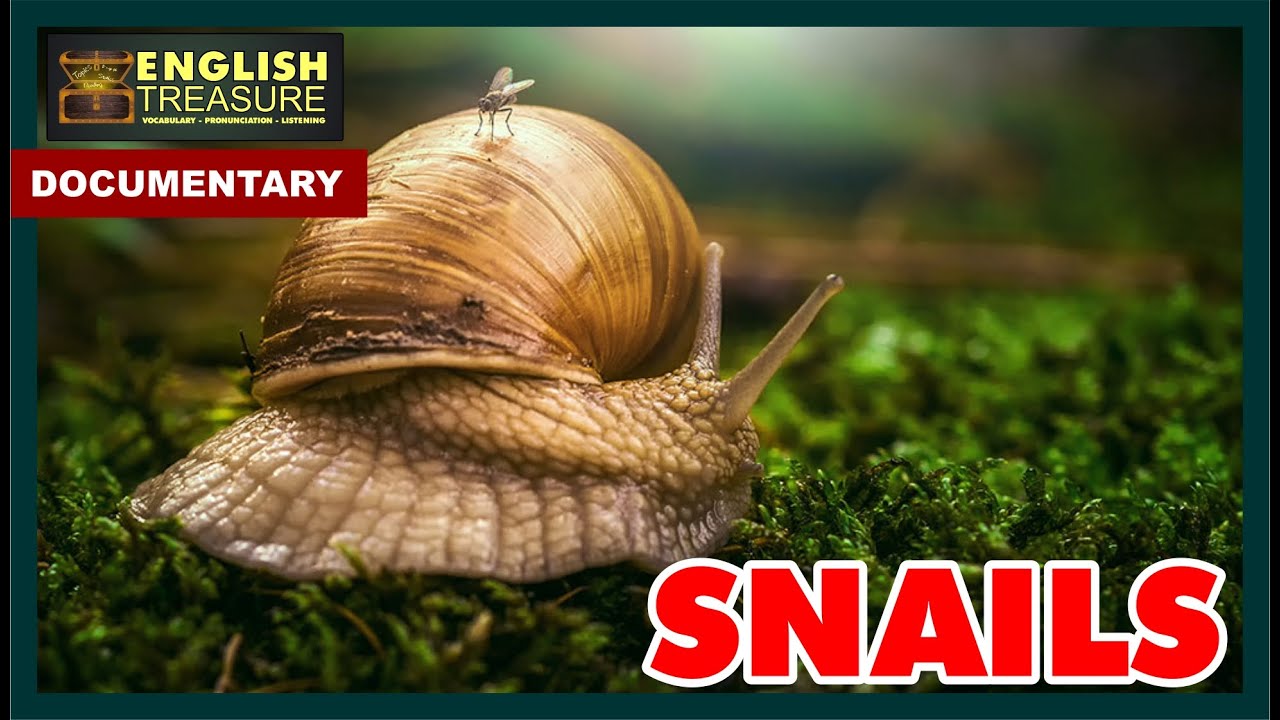 English Treasure Documentary Snails YouTube