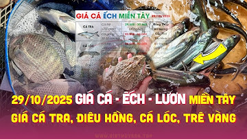 ✅ Giá Cá Ếch Lươn 29/10/2025 ↗️ Giá Cá Tra #ĐBSCL Cá Lóc, Điêu, Trê Vàng, Nàng 2, Rô, Chình & Chẽm