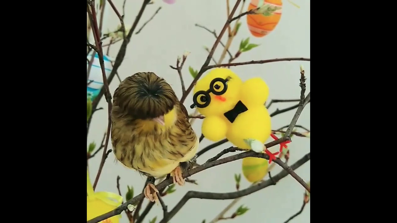 Canarini a Pasqua 2020