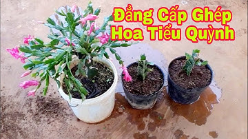 Cách Ghép Cây Hoa Tiểu Quỳnh Để Có Chậu Hoa Cực Đẹp