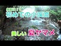 夏ヤマメを求めて　初めての小渓流　2018 / フライフィッシング