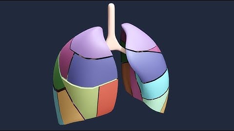 Respiratory System Embryology 3D MasterClass Promo