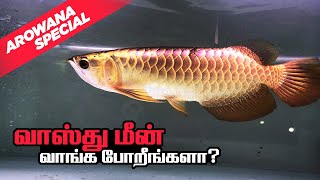 Arowana  Vasthu fish Shop கொளத்தூர் | Arowana Fish Maintenance and Care in tamil | வாஸ்து மீன் Shop