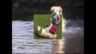 Sh.ch Flyngalee Northern Lights Shcm Jw