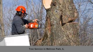 J And S Tree Service Inc Tree Service Melrose Park IL