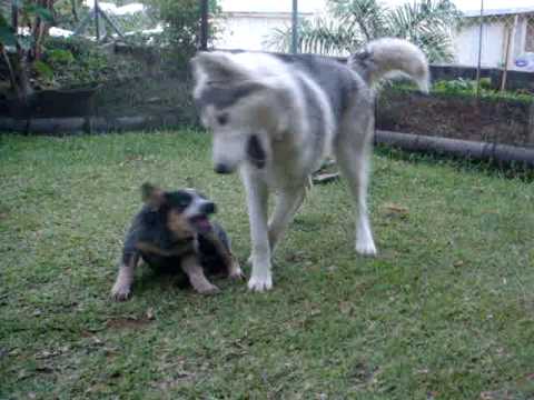 husky blue heeler puppies