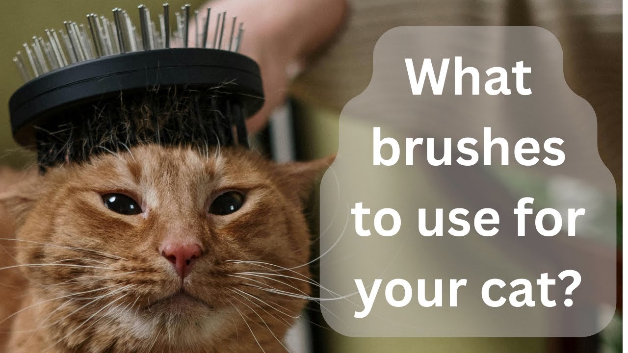 Purrfect Grooming The Best Brushes for cats YouTube