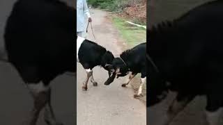 Kota Goattop Quality 22 Dat Fresh Ha 3536 Wj 5050 Kg 46000 Only