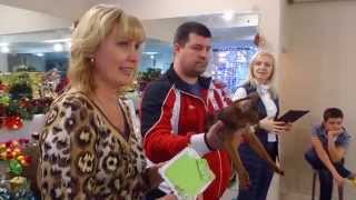 Пять лучших кошек на международной выставке в Пензе | WCF Penza Cats Пять лучших кошек на международной выставке в Пензе | WCF Penza Cats