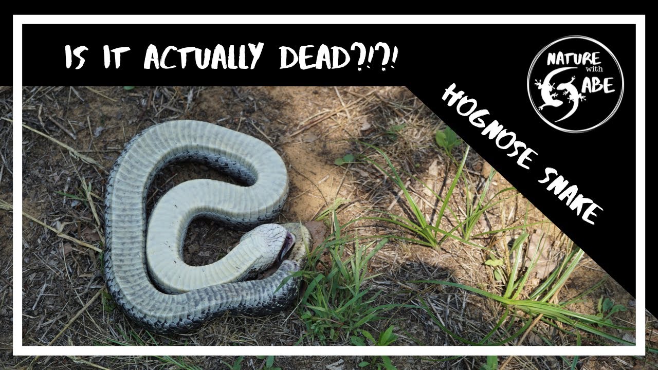 Hognose snake playing dead. Hognose snakes do this to make