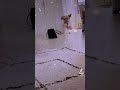 うちのワンコ　空を飛ぶ