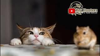 Suara Kucing Pengusir Tikus 4 Jam Nonstop