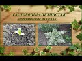 Расторопша - необычный кактус для цветника (выращивание от посева до цветения)