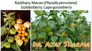 Cape gooseberry/  Physalis peruviana/ Goldenberry/ Rasbhary Benefits