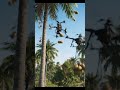 Drone Carrying Coconuts Crashes Into Coconut Tree! #aivideo #dronevideo #shorts