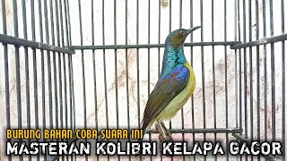 kolibri kelapa gacor masteran untuk burung bahan agar cepat bunyi gacor setiap saat