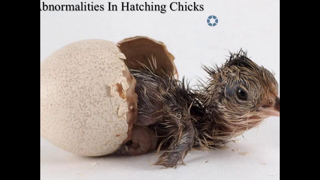 Вылупление цыплят из яиц. Птенец вылупляется. Цыпленок который только что вылупился. Вылупившиеся цыплята. Вылупление цыплят в инкубаторе.