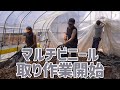 【いちご栽培】マルチビニール取り作業開始！