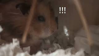 Hamster Eating Egg White by TotoHamsterJourney 60 views 1 month ago 26 seconds