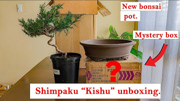Shimpaku "kishu" unbox new bonsai material arrived! Mystery box!