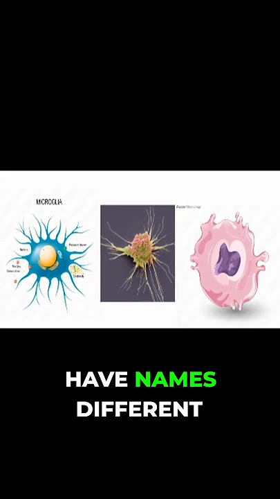 Macrophages: Masters of Disguise & Adaptation!