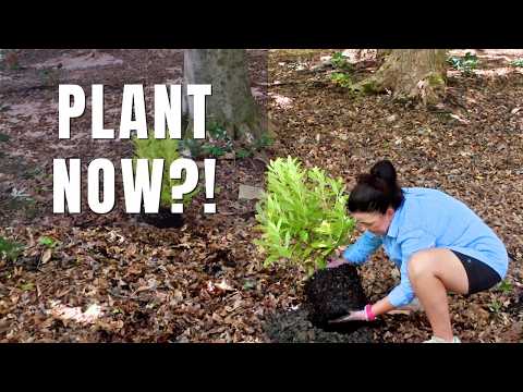 Forget the Calendar! Your Garden Will Tell You When to Plant thumbnail