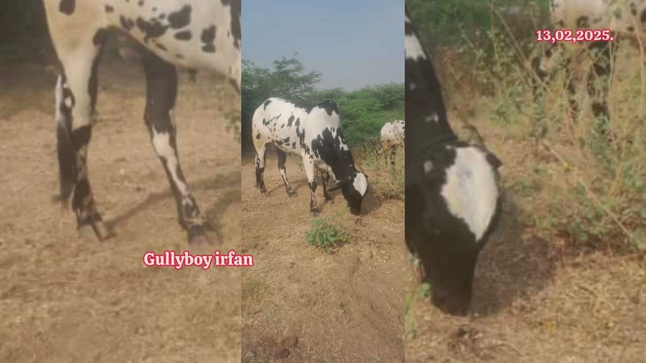 90112 80288 కోడె మహారాష్ర్ట bulls for maharastra maharastra पड़े महाराष्ट्र