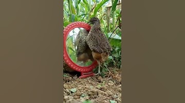 Bẫy Chim Cút Rừng t 234 bằng gương, nhanh dính/đơn giản hiệu quả.#shorts