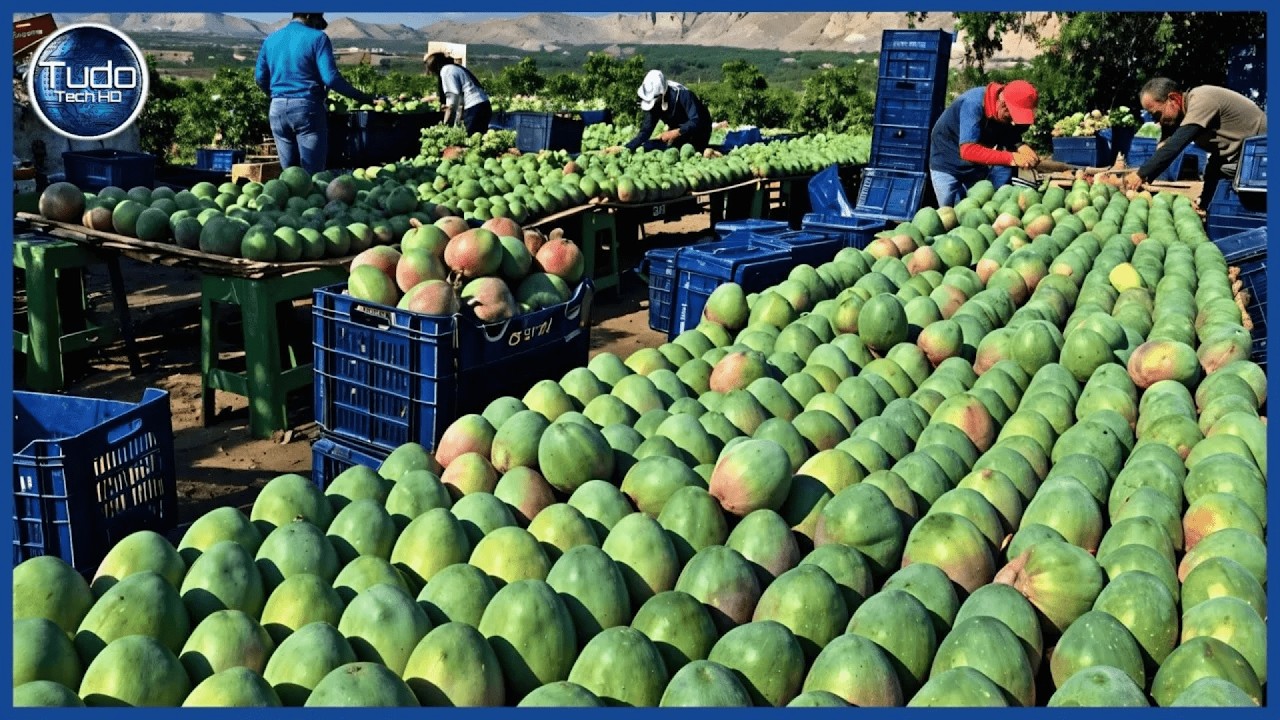 Como Milhões de Mangas são Cultivadas, Colhidas e Processadas - Incrível Processo Industrial