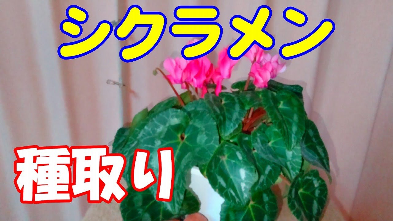 110 花壇で野菜作り 鉢花 シクラメン種の取り方 Youtube
