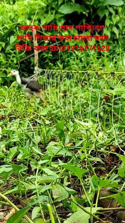 #dahukpakhi #animaltrap #birdcontrol #birds ruak ruak bird trap catching.dahuk dora fat