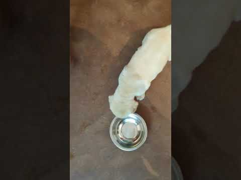 Labrador Female Puppy Sale Good Quality Dogshub india 9950330009 puppy paradise