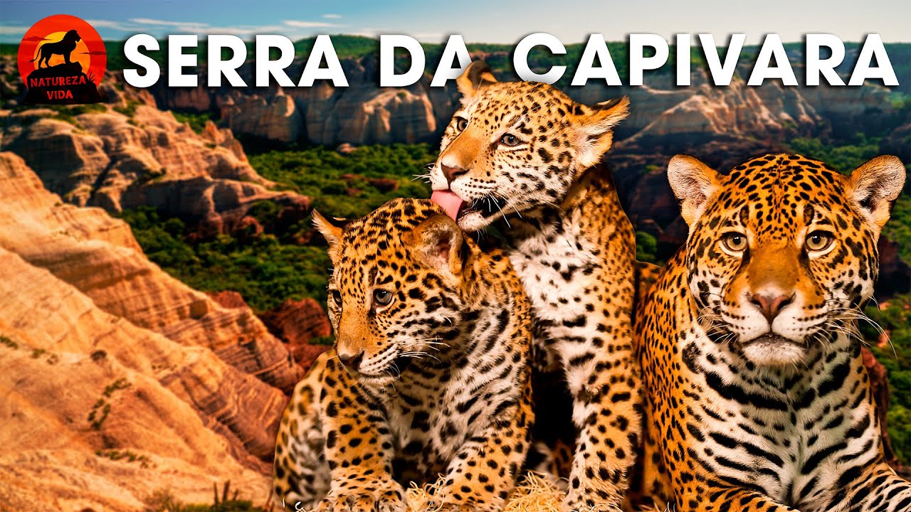 SERRA DA CAPIVARA | Guardiões da Caatinga | Documentários  animais