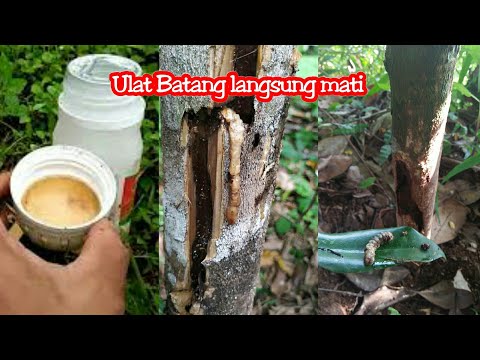Cara cepat atasi Ulat penggerek batang pohon berlubang