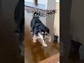 わざとウロウロしてオヤツ見せびらかしてくる犬 #shorts