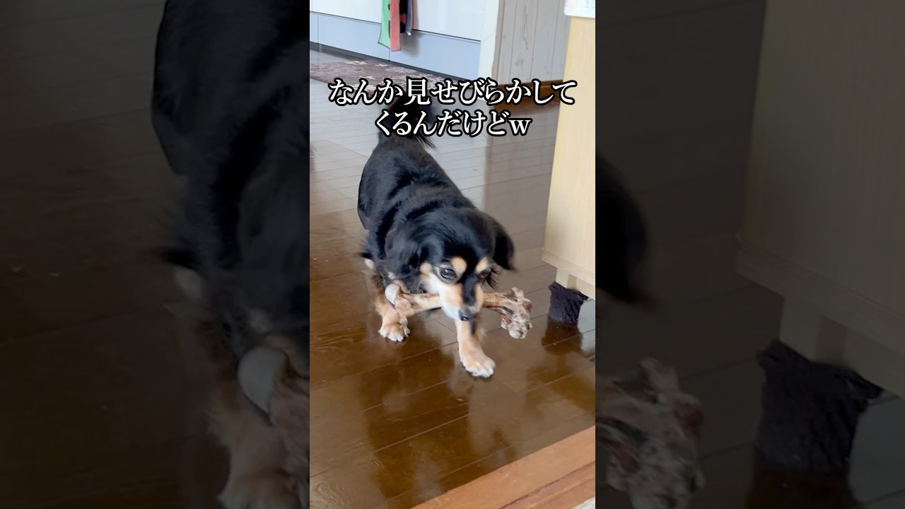 わざとウロウロしてオヤツ見せびらかしてくる犬 #shorts