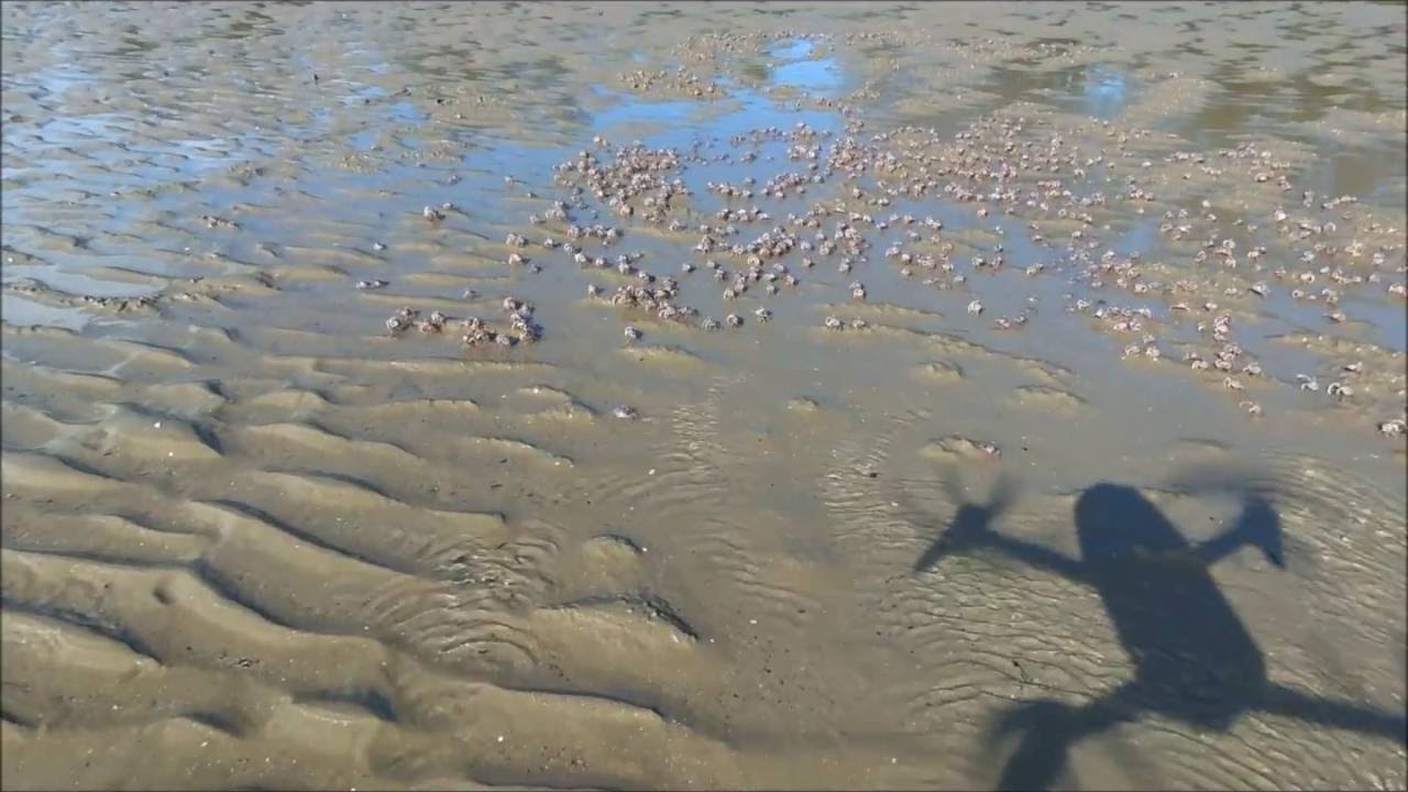 electronics Crab Herding by Drone