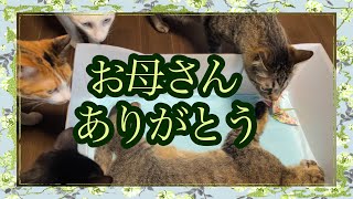 【母猫 永眠】皆んなでお別れ