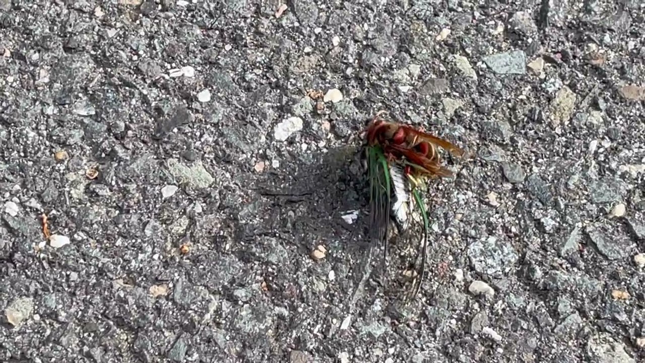 Action Shot of a Cicada Killer Wasps Paralyzing a Cicada