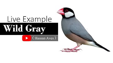 Java Wild Gray @HASSANAVES   Java Sparrow