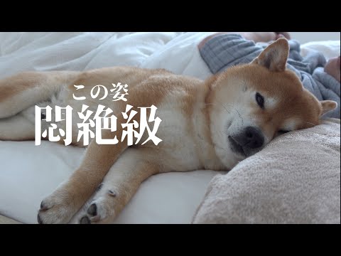 柴犬、久々の雪に大はしゃぎ!翌朝天使すぎる二度寝姿を見せました。
