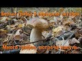 Белые грибы в середине октября. Много грибов, встреча косуль.