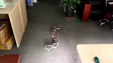 Video demo of snake-like robot