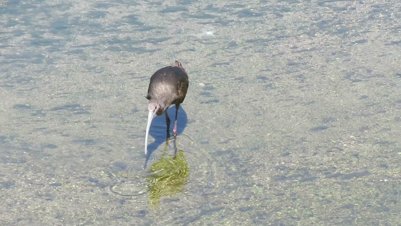 White-faced Ibis