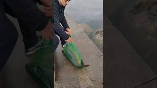 Bí ẩn đàn cá ngược dòng tìm ân nhân